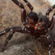 Imagen para el artículo titulado Descubren por qué esta temible araña australiana es tan mortal para los humanos